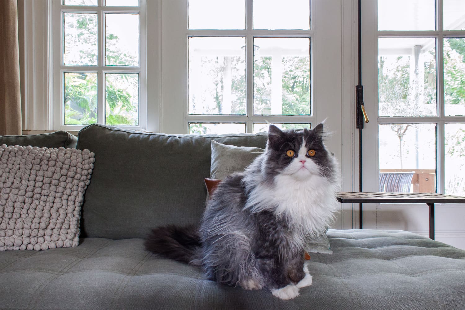 Cleopatra branch cat perch hot sale